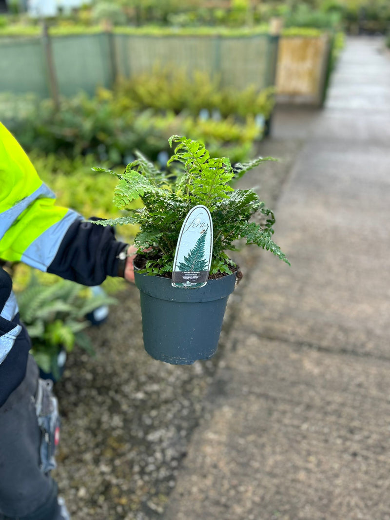 Polystichum Polyblepharum Jade 3 Litre Pot