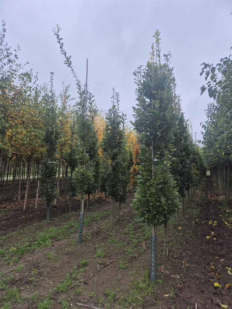 Quercus Green Pillar Standard 6-8cm Girth