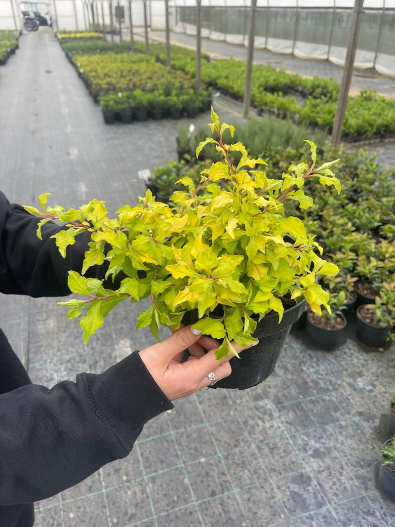 Ceratostigma Sapphire Ring 3 Litre Pot