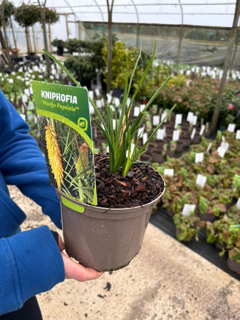 Kniphofia Mango Popsicle 2 Litre Pot