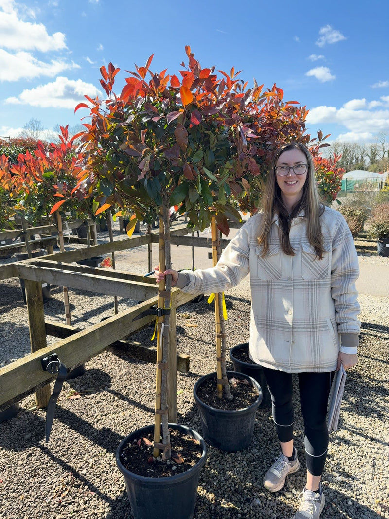 Photinia x Fraseri Red Robin Half Standard 25 Litre
