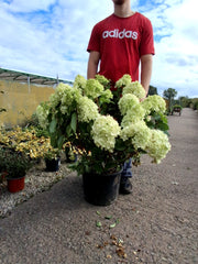 Hydrangea Paniculata Little Lime Punch 20 Litre Pot 60-80cm