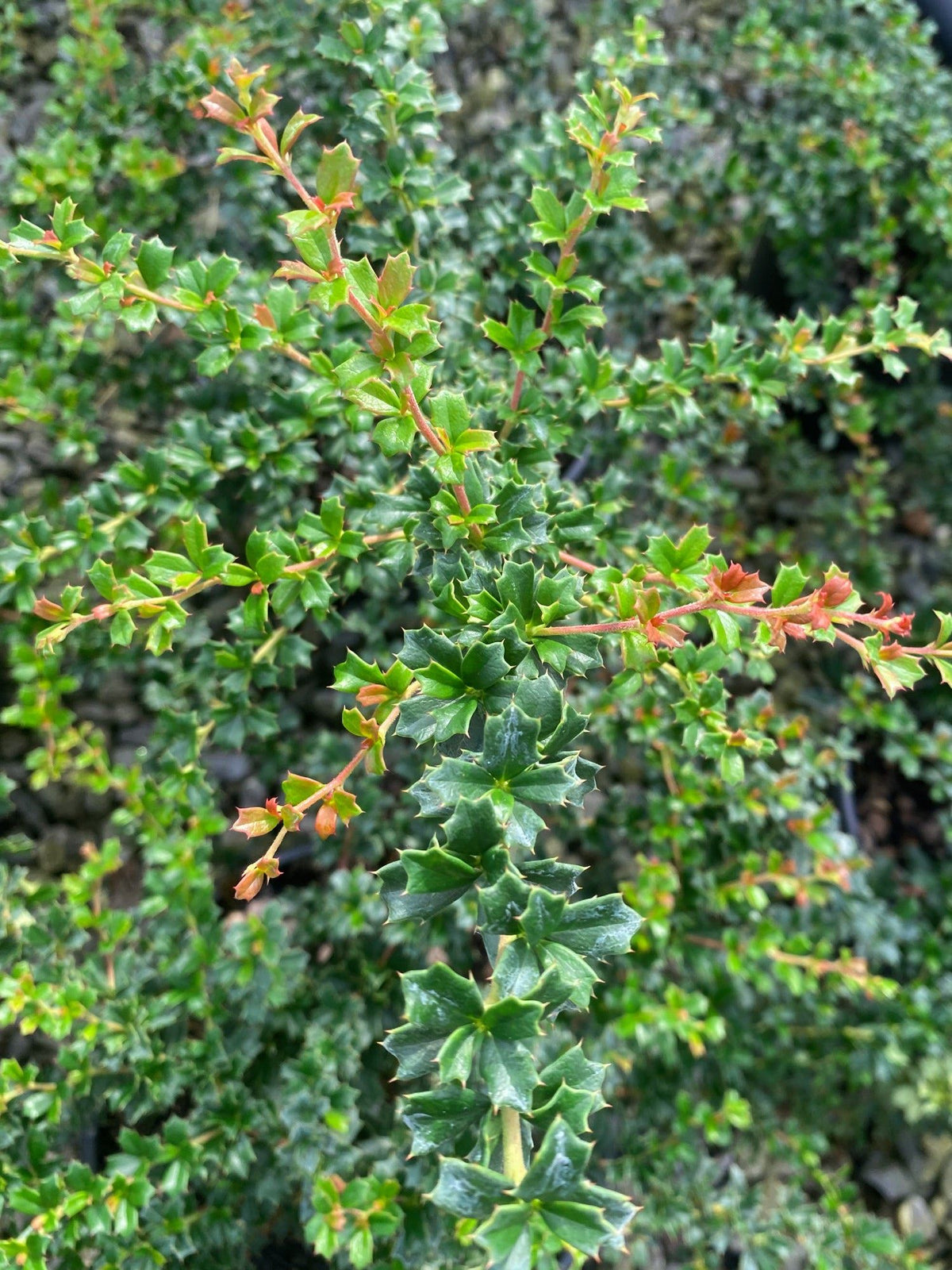 Berberis Darwinii Compacta 3 Litre Pot