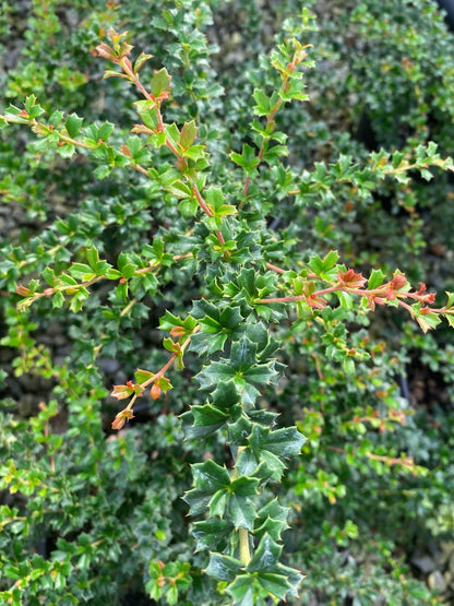 Berberis Darwinii Compacta 3 Litre Pot