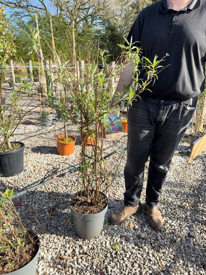 Buddleja davidii Black Knight 12 Litre Pot 80-100cm