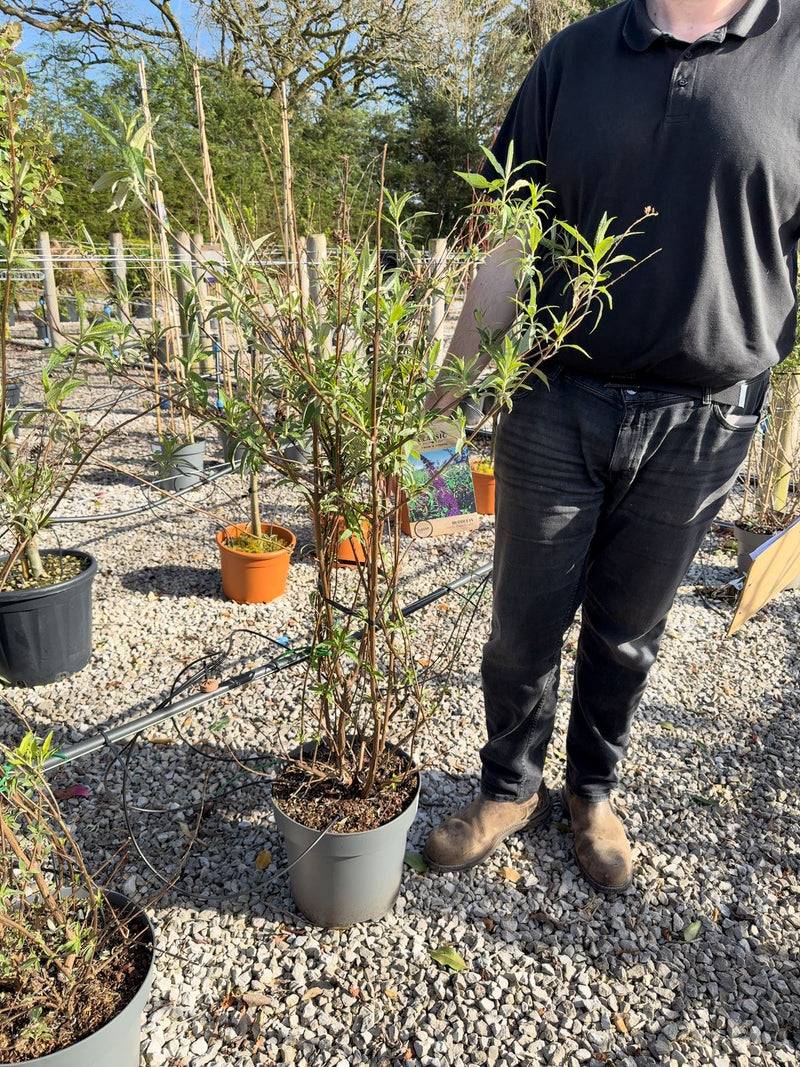 Buddleja davidii Black Knight 12 Litre Pot 80-100cm