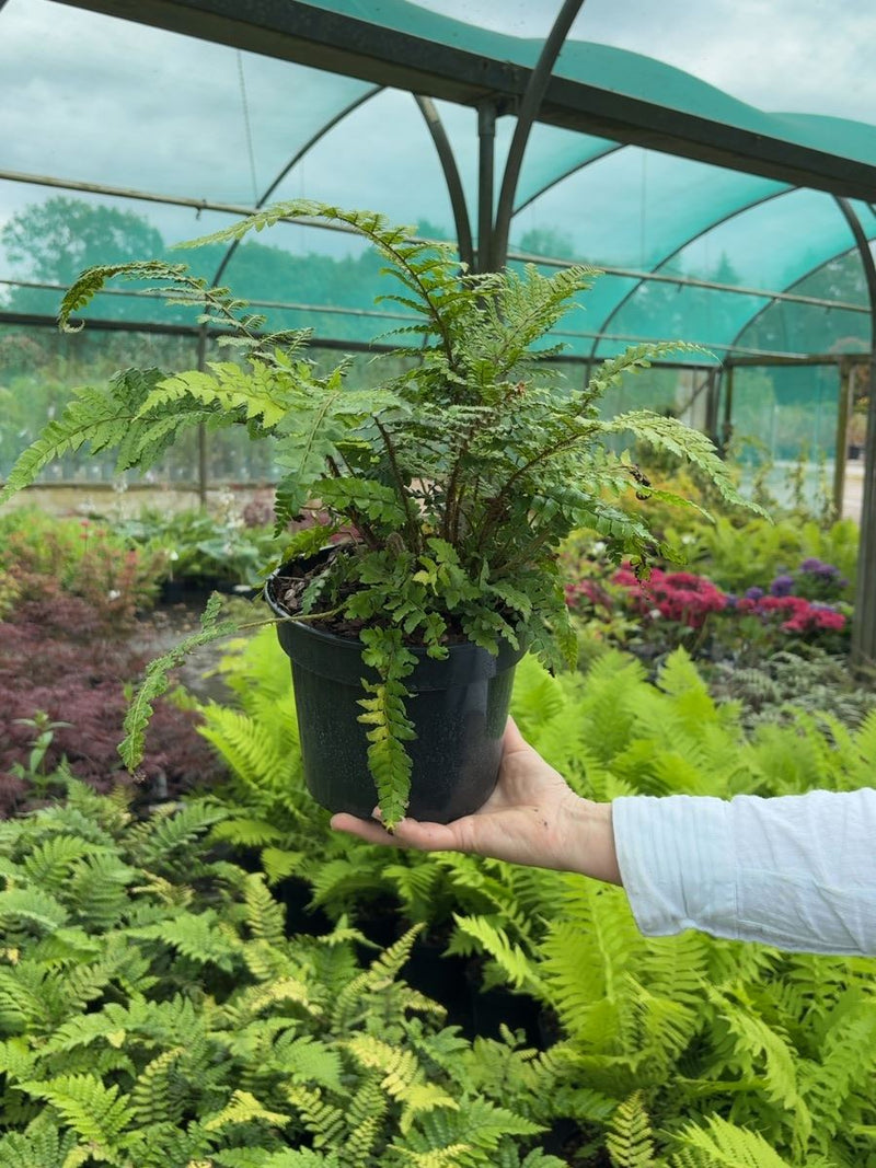 Polystichum polyblepharum - Japanese Tassel Fern 3 Litre Pot
