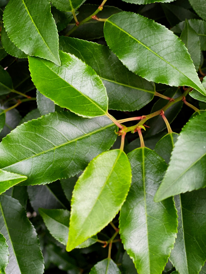 Portuguese Laurel Instant Hedging 240cm 110 Litre Pot Grown