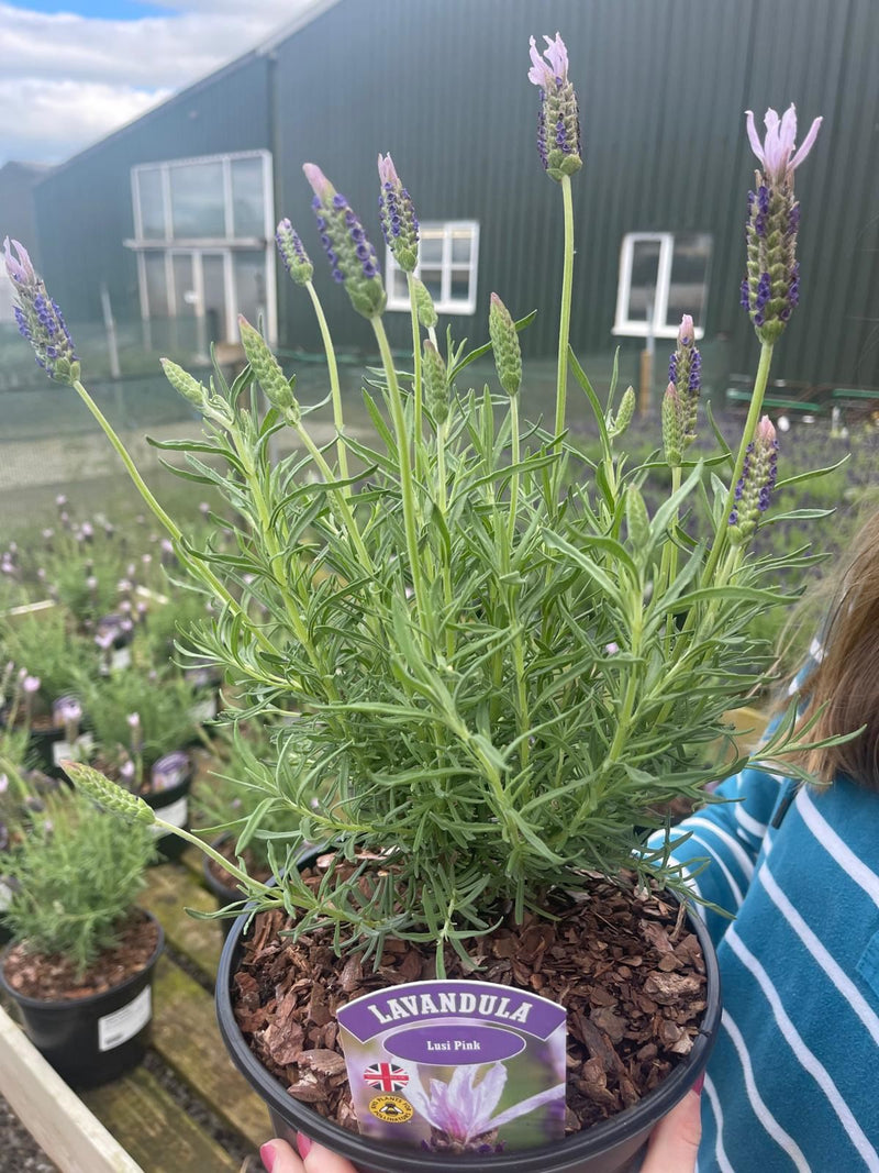 Lavender Lusi Pink 3 Litre Pot