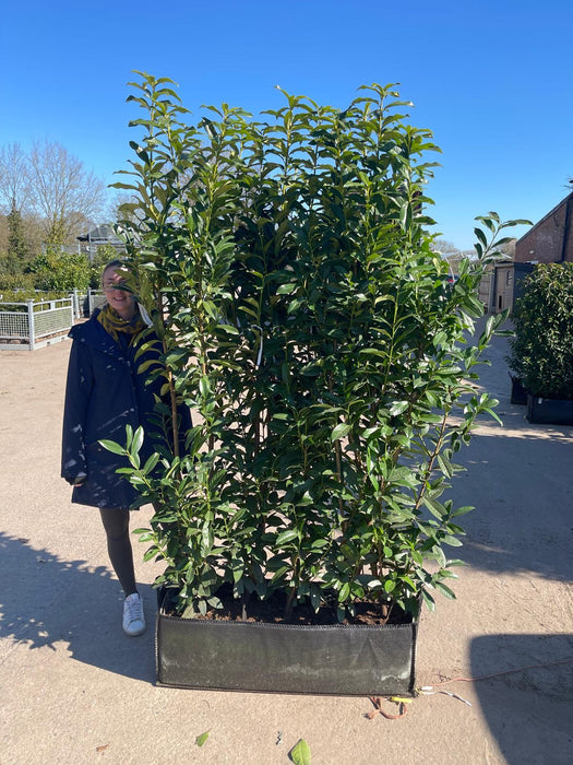 Laurel Hedging, Cherry Laurel Genolia 1.8m x 1m Instant Hedge Unit
