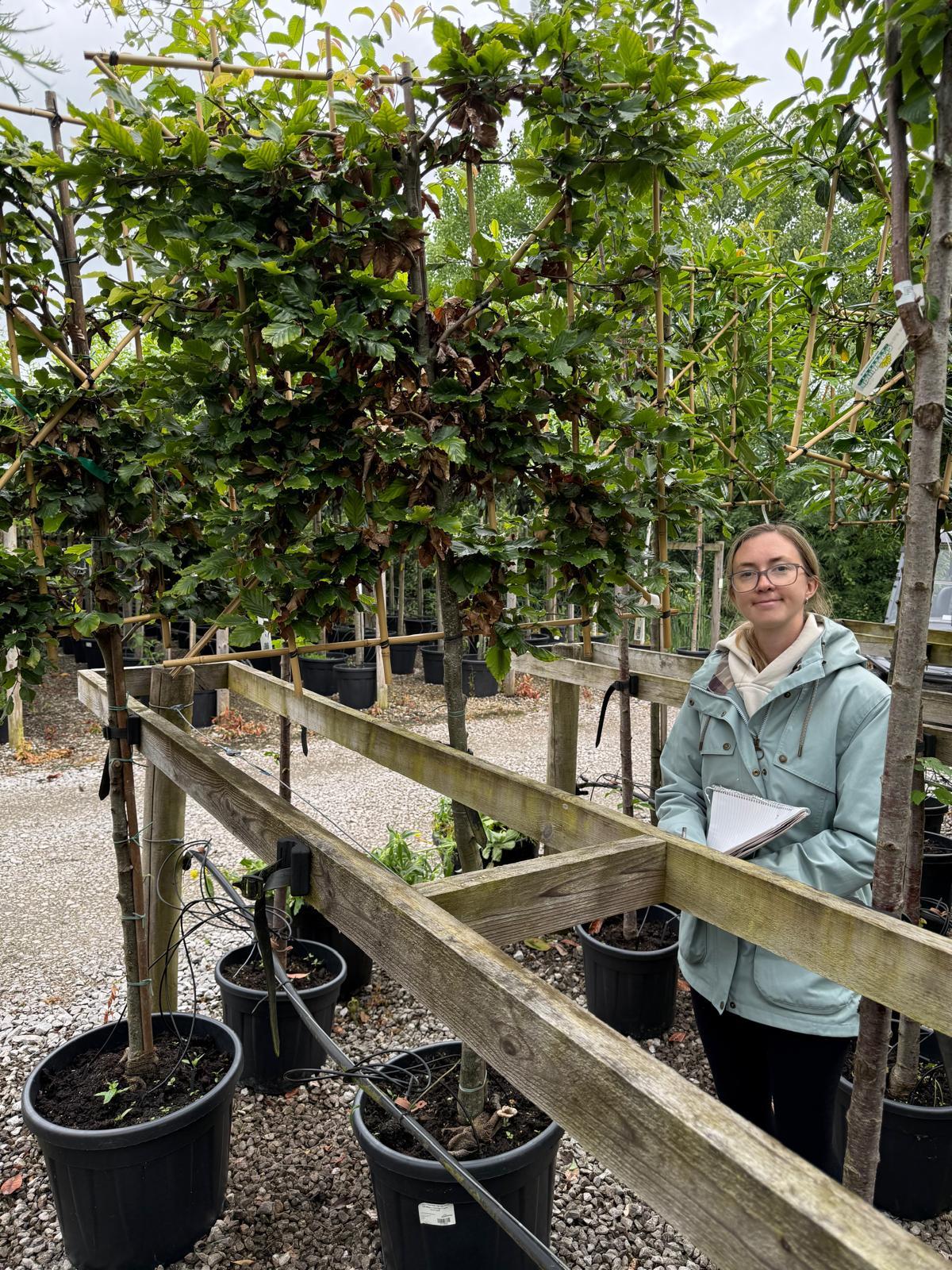Fagus Pleached 110/120 Trunk 120 Wide x 120 High Frame 10/12 Girth