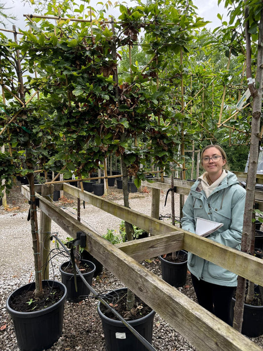 Fagus Pleached 110/120 Trunk 120 Wide x 120 High Frame 10/12 Girth