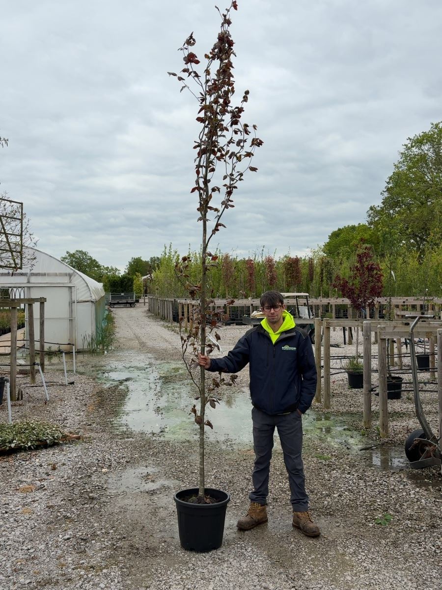 Fagus Syl. Dawyck Purple Feathered 8/10cm Girth
