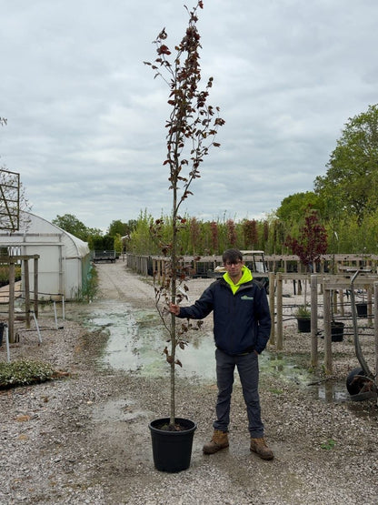 Fagus Syl. Dawyck Purple Feathered 8/10cm Girth