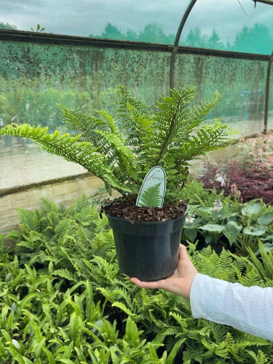 Dryopteris affinis Crispa 3 Litre Pot