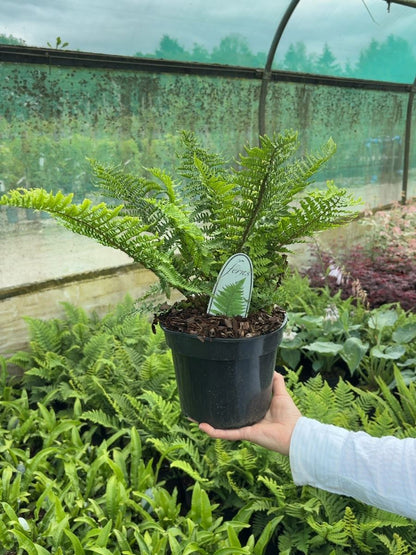 Dryopteris affinis Crispa 3 Litre Pot