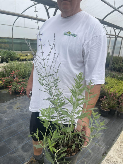 Perovskia Blue Steel 3 Litre Pot