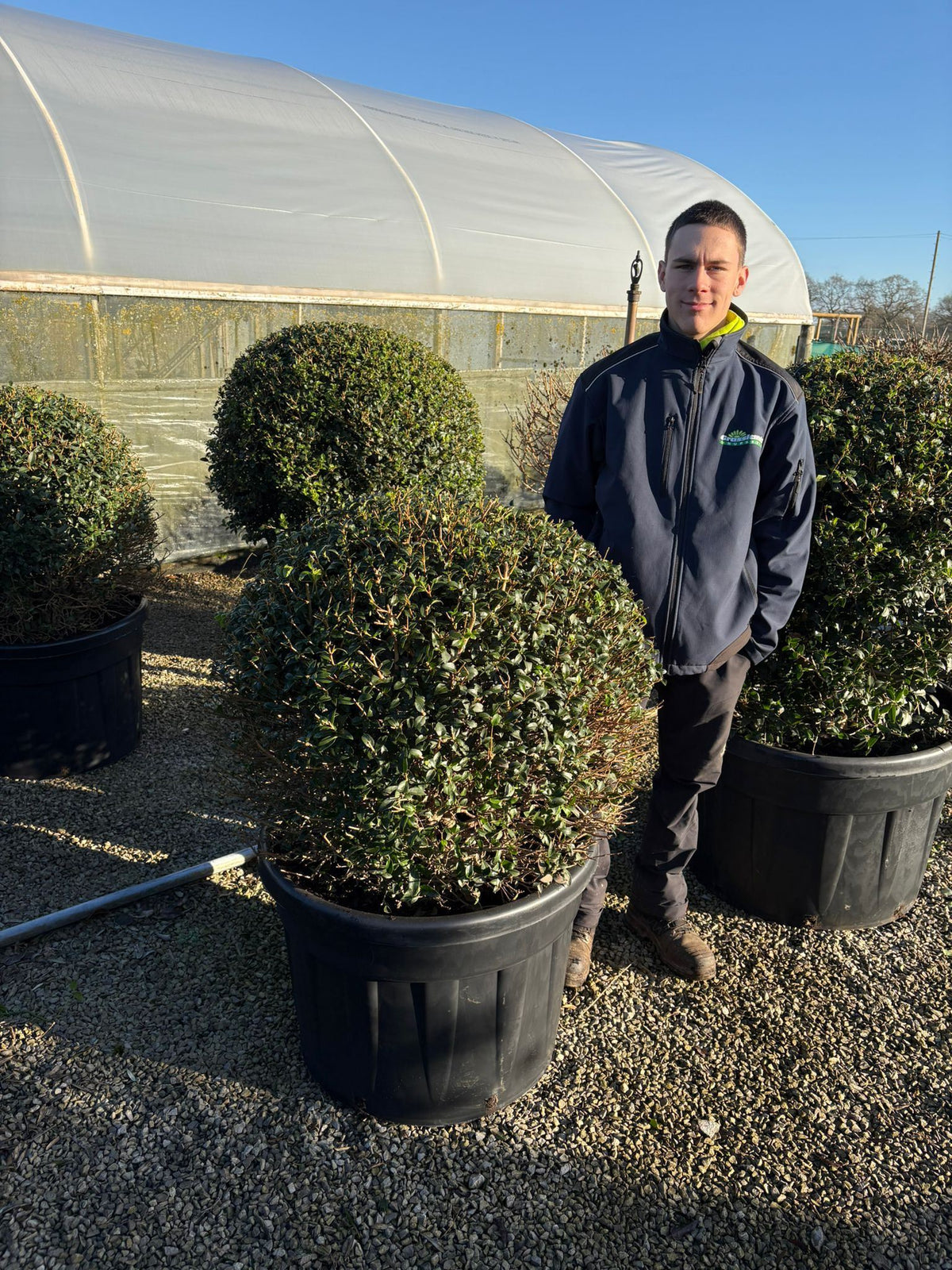Osmanthus Burkwoodii Topia…