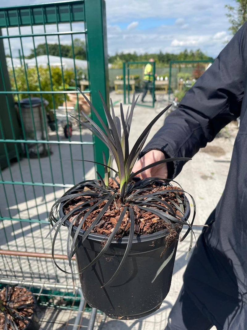 Ophiopogon Nigrescens 3 Litre Pot