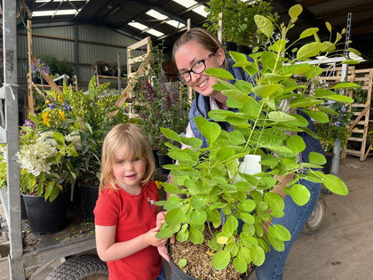 Cotinus Golden Lady 10 Litre Pot