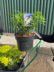 Choisya Ternata White Dazzler 5 Litre Pot