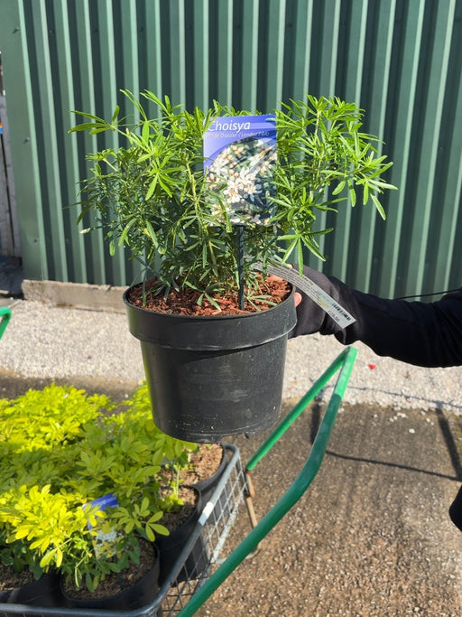 Choisya Ternata White Dazzler 5 Litre Pot