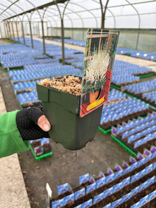 Astilbe chin. Visions in White 11cm Pot