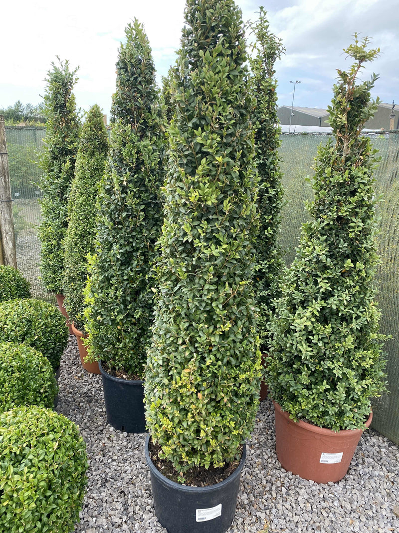 Buxus Cone 15 Litre Pot 100/110cm