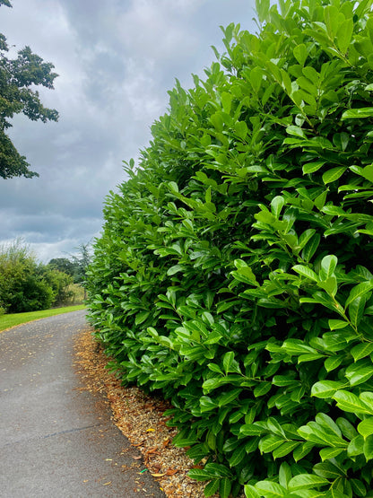 Laurel Hedging, Cherry Laurel 20 Litre Pot 170/180cm Seconds Quality