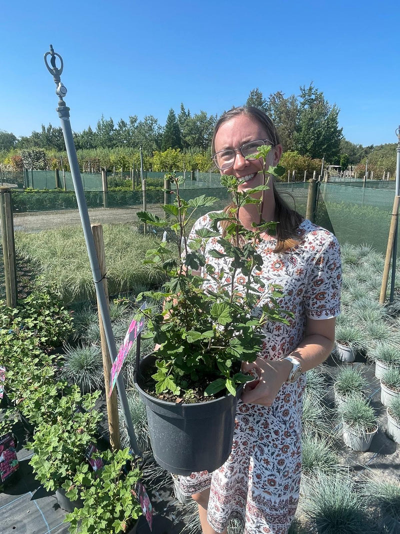 Ribes sanguineum Johannie PinkPomp 5 Litre Pot