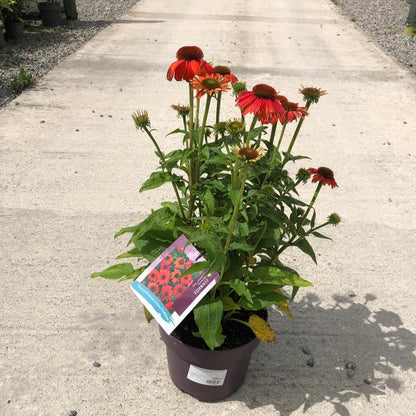 Echinacea Purpurea Lakota Red 5 Litre Pot