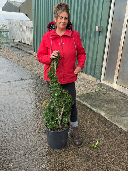 Ilex Crenata Dark Green Spiral 18 Litre 90/100cm