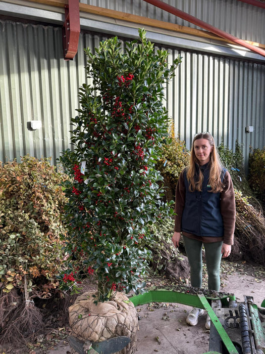 Ilex mes. Heckenfee Instant Solitaire 160/180cm Root Ball