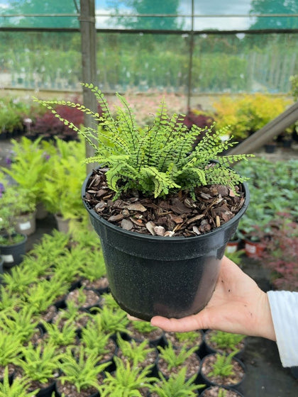 Asplenium trichomanes - Maidenhair Spleenwort 3 Litre Pot
