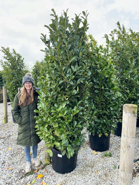 Cherry Laurel Hedging Super Size 225/250cm Pot Grown