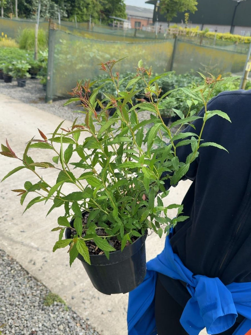 Spiraea japonica 'Anthony Waterer' - Japanese Spiraea 3 Litre Pot