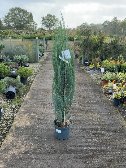 Juniperus Blue Arrow 10 Litre Pot