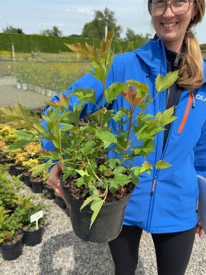Viburnum opulus 'Compactum' - Compact Guelder Rose 3 Litre Pot