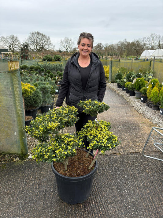 Ilex Crenata Bonsai 55 Litre Pot