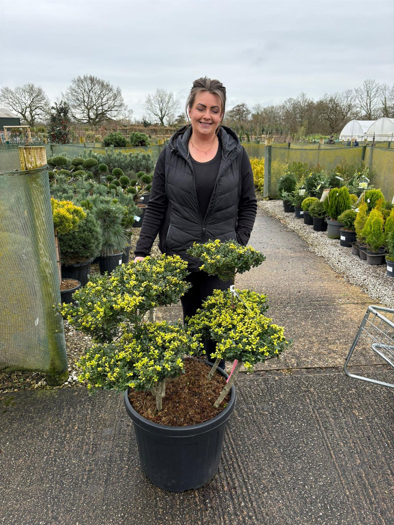 Ilex Crenata Bonsai 55 Litre Pot