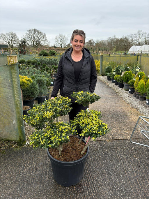 ilex crenata bonsai tree Ilex Crenata Bonsai 55 Litre Pot — Grasslands Nursery