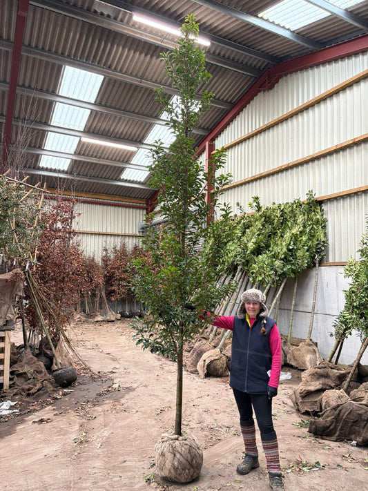 Prunus Lusitanica Brenelia Standard 100cm Clear Stem 10-12cm Girth