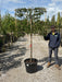 Prunus lusitanica Brenelia Pleached 10/12cm Girth 110cm Stem 120Wx100T Pre Order/Ready For June