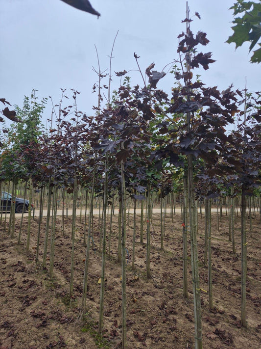 Acer Plat Royal Red Standard 8/10cm Girth