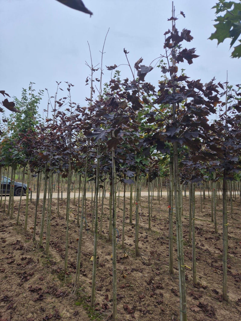 Acer Plat Royal Red Standard 8/10cm Girth Pot Growing Ready-Pre-Order June