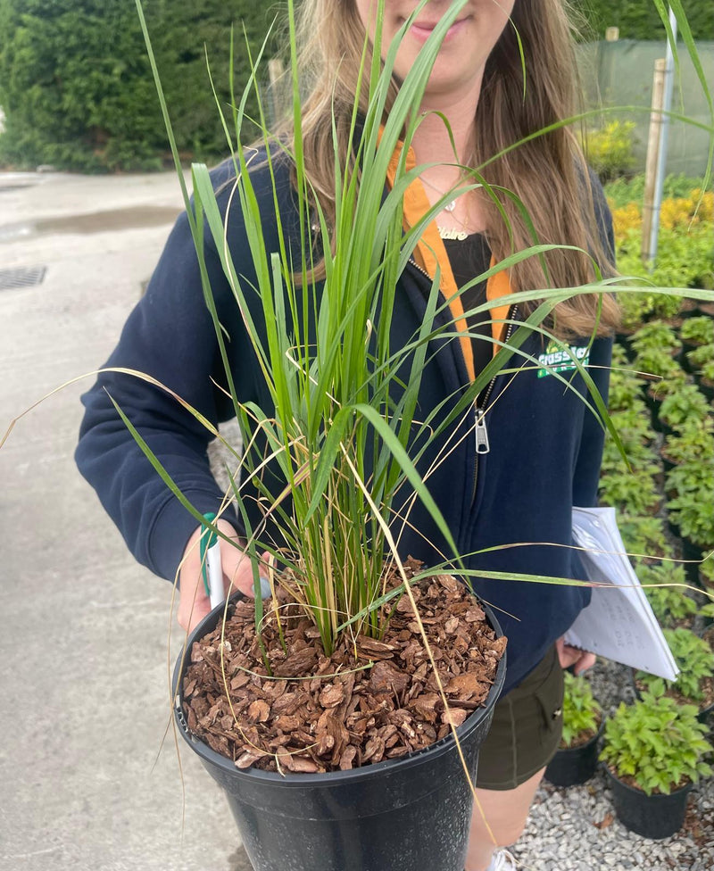 Calamagrostis Karl Foerster 3 Litre Pot