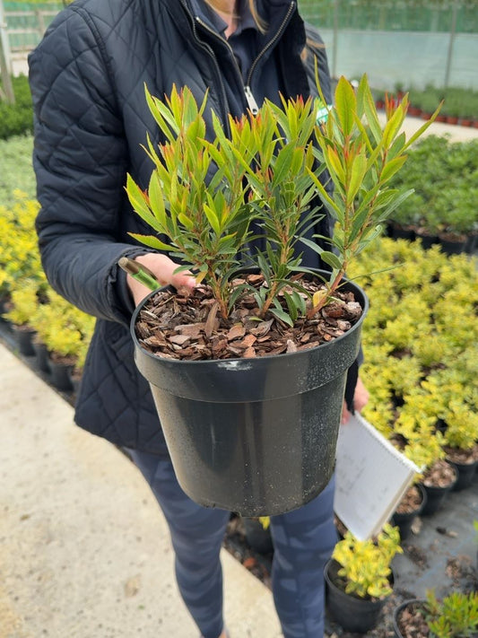 Arbutus unedo 'Mercurius' - Strawberry Tree 3 Litre Pot
