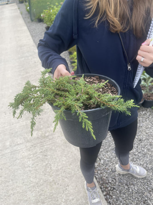 Juniperus Communis Green Carpet 4.5 Litre Pot