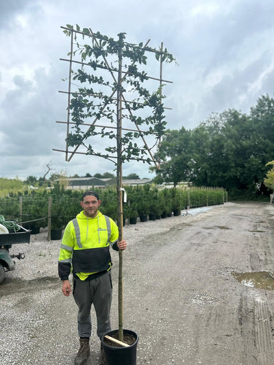 Hornbeam / Carpinus pleached tree