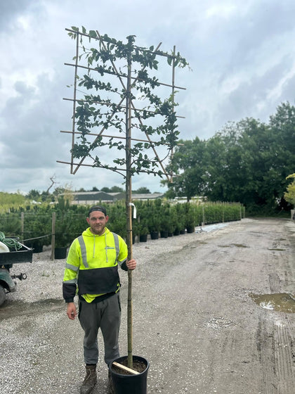 Carpinus B. Pleached Std 8/10cm Girth, 180cm Stem, 140cm H x 120cm W Frame